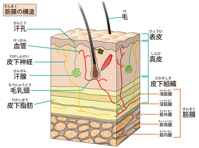 筋膜治療